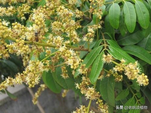 桂圆开花是什么样的？怎么样？
