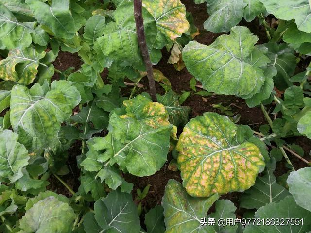 头条问答 - 油菜叶有黄斑点是什么病?怎么办?(9个回答)