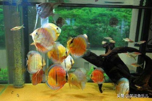 大型观赏鱼的种类图片大全:有哪些家养观赏鱼的养殖经验与注意事项可以分享下？ 小型观赏鱼种类图片大全及名称
