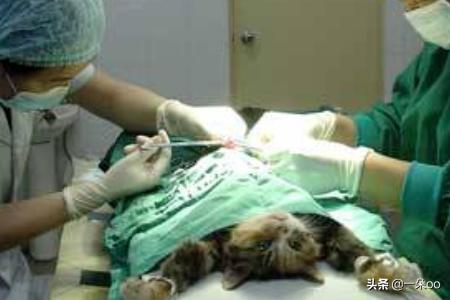 新手养猫注意事项两个月:新手养猫有哪些注意事项？
