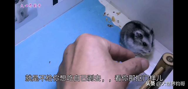 可爱的奇异宠物:宠物的哪个瞬间让你感觉很可爱？