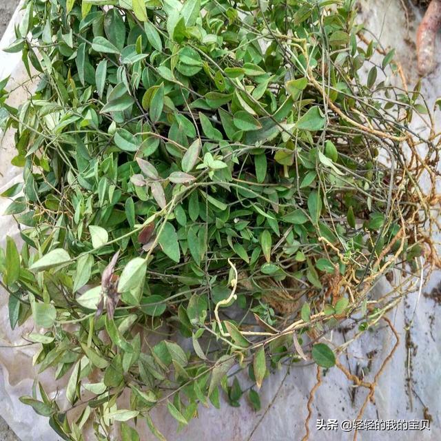 头条问答 - 重庆野生黄连长什么样?(2个回答)