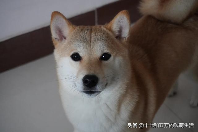 小柴犬图片小时候:调皮又有个性的柴犬适合新手养吗？