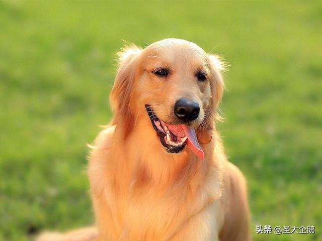 两岁金毛犬价格:2018年金毛犬幼犬的价格是多少？有哪些购买渠道？