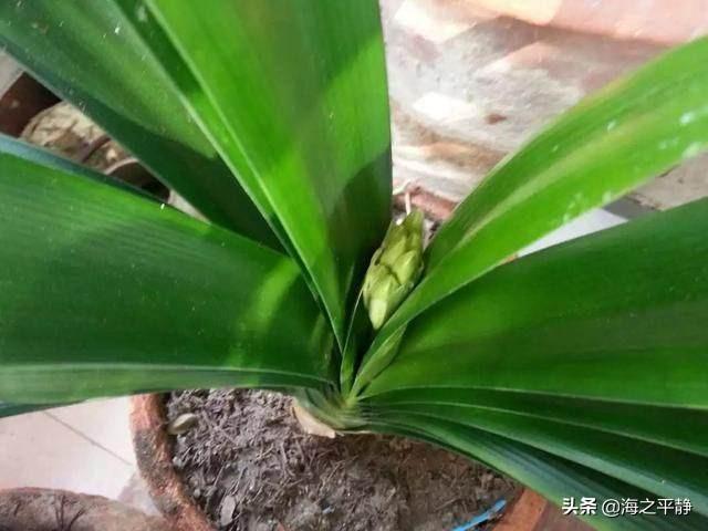 头条问答 - 君子兰开花前的迹象有几个?(爱花草的幽兰的回答,0赞)