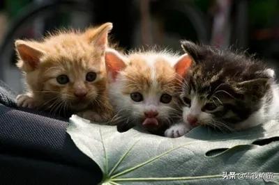异国短毛猫 广西论坛:猫咪之中，哪些猫寿命最短？