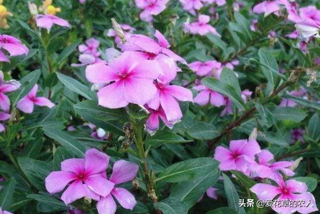 长春花怎么养(长春花怎么养护)