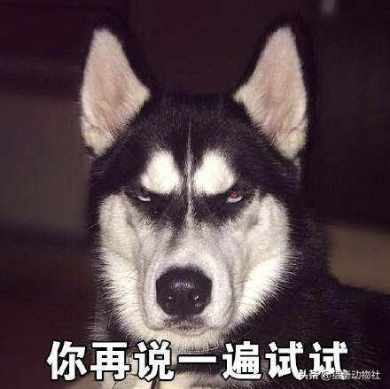 雪橇三傻的传奇:如果把哈士奇放到狼群里养，会不会就不“二”了呢？
