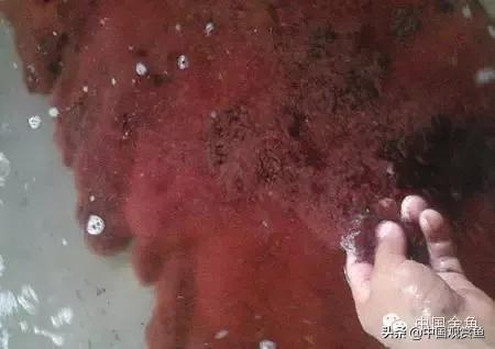 银锦鲤鱼吃什么食物:锦鲤鱼喜欢什么味型的食物？