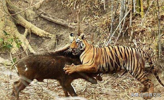 一头250公斤成年壮硕公野猪是否具备杀死老虎的实力？正面遭遇能对老虎造成什么伤害？