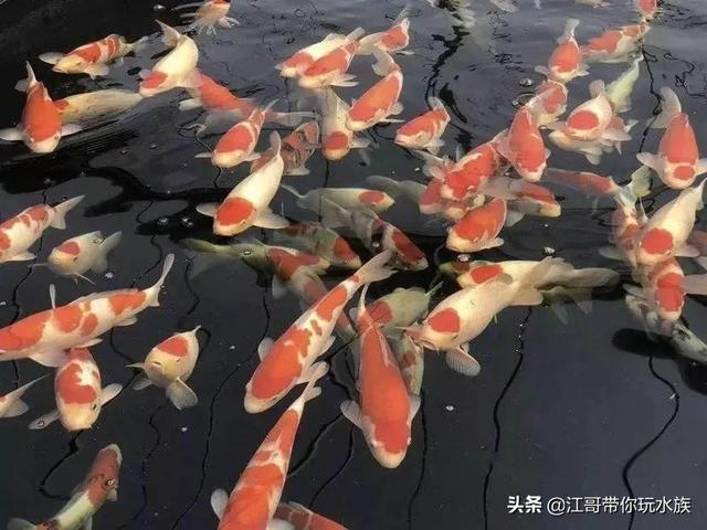 观赏鱼图片:什么观赏鱼寿命长，而且很方便养？
