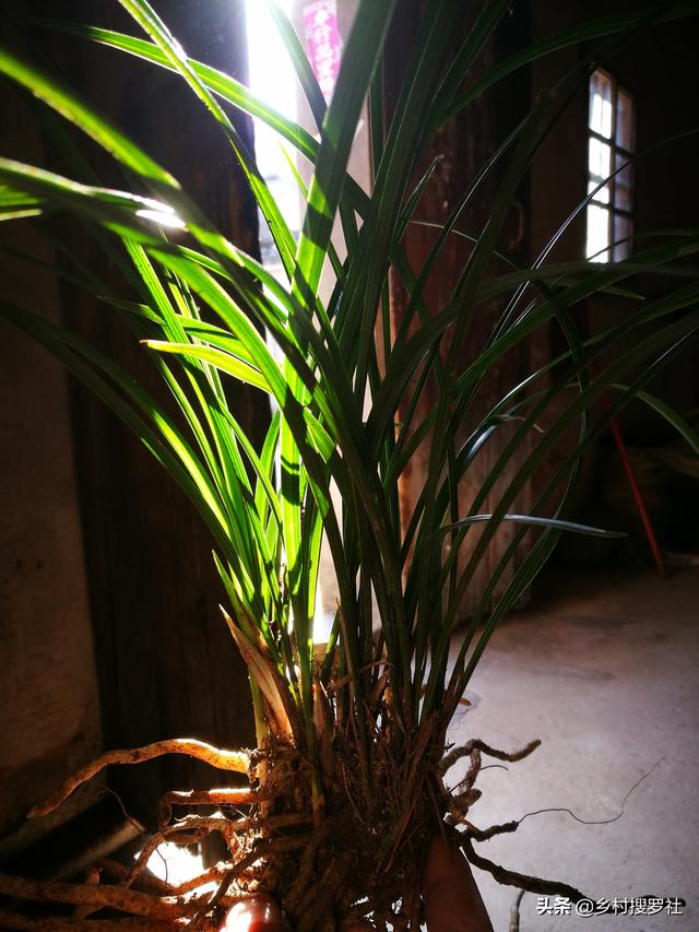 兰花生草、熟草、盆景草都是什么意思呢,怎么种？