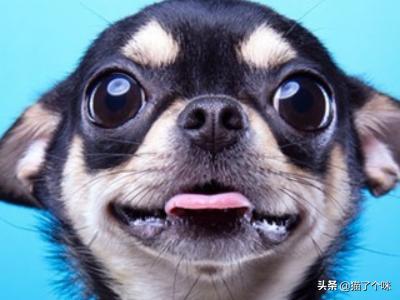 德牧趴蹄会自己好吗:德牧犬需要打什么样的疫苗？