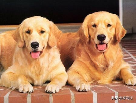 金毛犬怎么看纯不纯:我想买只金毛幼崽。但是不知道怎样选。求高手解答？
