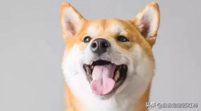 小狗上吐下泻不进食怎么办:狗狗呕吐不吃饭，而且还拉稀该怎么办？