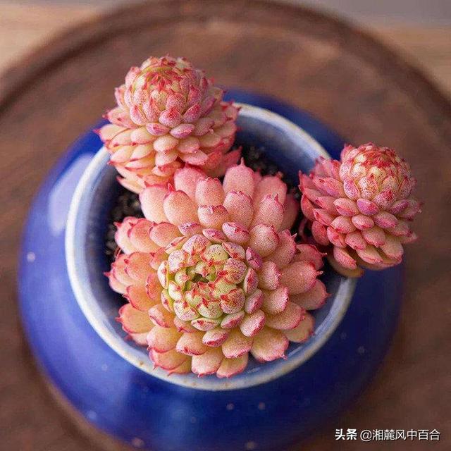 头条问答 - 多肉植物粉红女郎,摄影怎么拍?(1个回答)