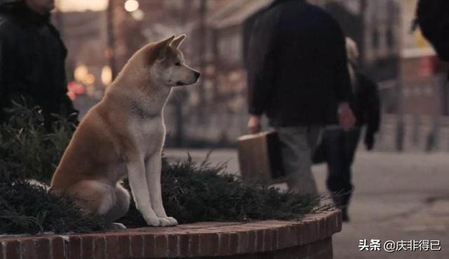 粉红猫咪电影迅雷下载:影视领域创作者都是从哪里获取视频素材的？