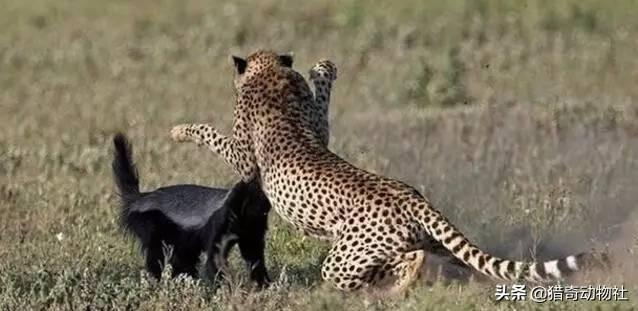 短尾猫和渔貂:平头哥和猫咪打起来谁能赢？