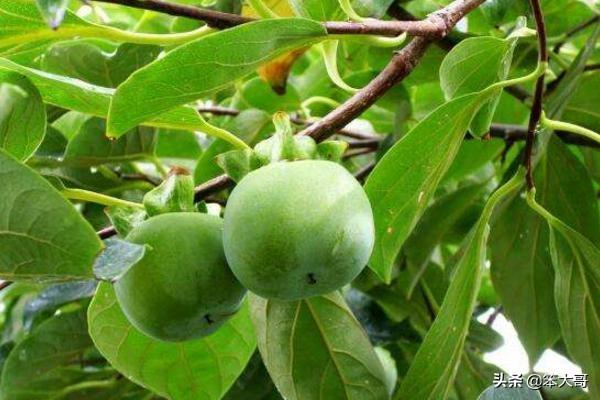 水果大战害虫:柿子树长虫要如何去防治，具体用什么药水好？
