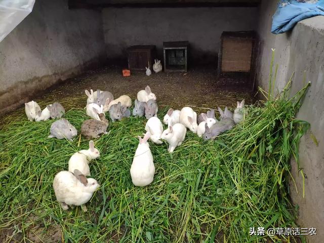 教你如何饲养宠物兔:你喜欢养小白兔吗？白兔怎么养？