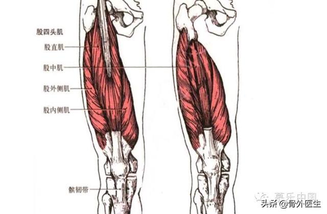 大腿肌肉走向图片