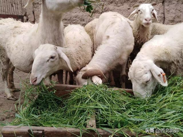 饲养羊:饲养羊的饲料配方 本人想养点羊，希望能给点经验，有哪些好的建议呢？谢谢？