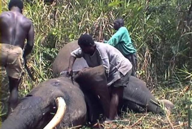 张伟杰被剥皮制成标本是真的吗，非洲人吃不吃大象大象肉好吃吗