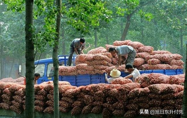 中牟大蒜价格-中牟大蒜价格