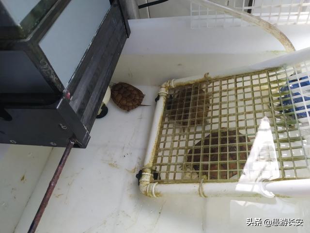 养龟池:我家龟龟在长方形池里养的时候老躲起来找不到的的怎么办呢？