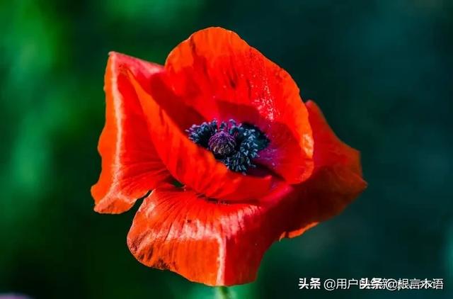 你都听过哪些让人怦然心动的情话诗句 ​​​​？