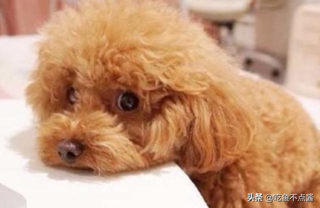 玩具贵宾犬取啥名字:贵宾犬取名字大全 小泰迪取什么名字，母的？