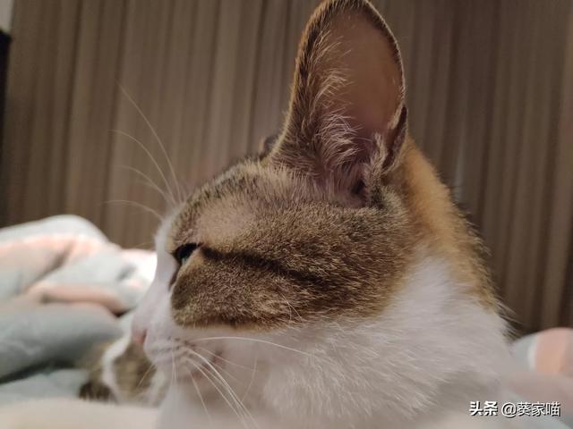 孕期养猫的好处和坏处:养猫的各位，你们在孕育孩子的阶段继续养猫吗？