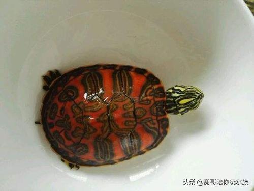 wow 火焰龟叫什么:火焰龟适合多深的水养，注意什么？