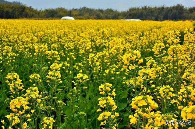 头条问答 - 油菜的成熟标准是什么?(11个回答)