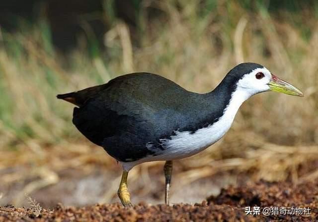 如何判断一个物种是否灭绝？
