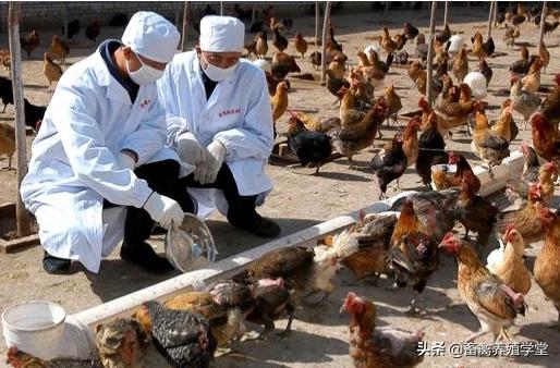 禽大肠杆菌病:养蛋鸭从出壳到产蛋需要打哪些疫苗？