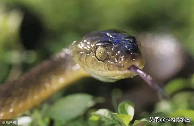 蛇最怕什麼東西和氣味在農村庭院周圍撒硫磺蛇為什麼害怕不敢進院