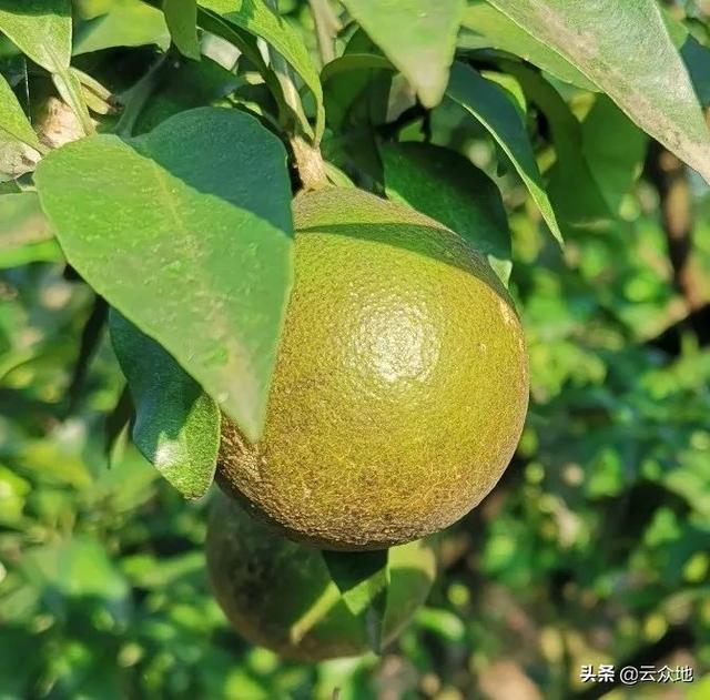 锈壁虱用何种药:桔子树叶卷，发黄用什么药治？