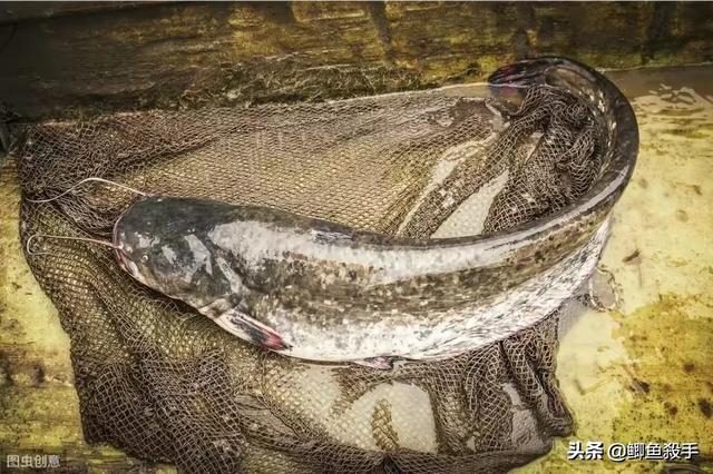 鸡肝猪肝钓胡子鱼视频:鸡肝钓胡须鲢鱼视频 用猪肝钓鲶鱼效果不太好，还能用什么饵料？