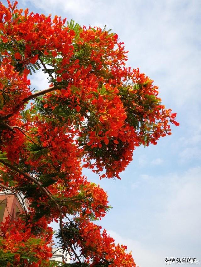 各国的国花,各国的国花分别是什么花？