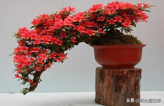 鹃形目嗉囊:我养的杜鹃为什么不开花？