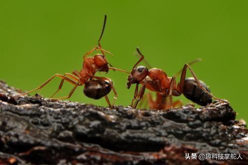 《哪吒之魔童降世》，哪吒以后会用莲藕复活，那敖丙呢