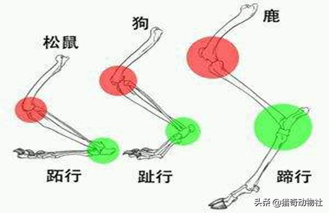 红毛猩猩的性格温顺吗:猩猩长出人类手指，是基因突变还是物种进化？