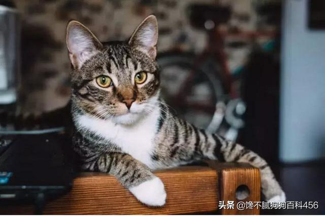 狸花猫图片高清:为什么养狸花猫的人不多？狸花猫有什么缺点吗？