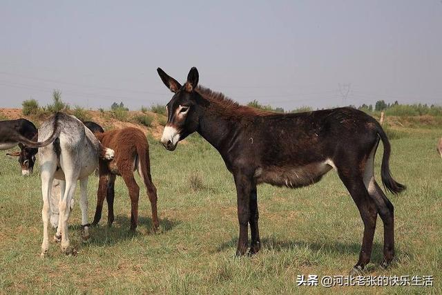 山西省羊驼养殖基地:现在羊驼价格怎样？羊驼的养殖前景与市场行情怎样？