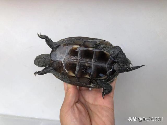 巴西龟可以干养吗?不吃东西怎么办?:刚出壳的巴西龟不吃东西怎么办？