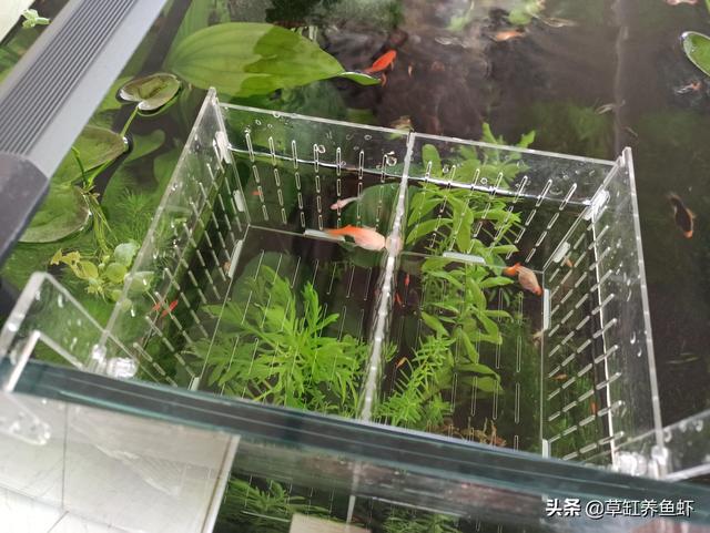 凤尾鱼繁殖用把公鱼拿出去么:凤尾鱼繁殖是直接产鱼还是产卵 孔雀鱼生小鱼必须隔离吗？