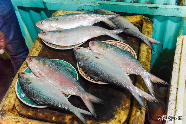 中国人为啥不吃深海鱼，海鱼和河鱼，哪个比较好？