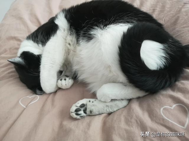 布偶猫吧:第一次带猫咪出去，它特别害怕没事吧？该怎么做呢？