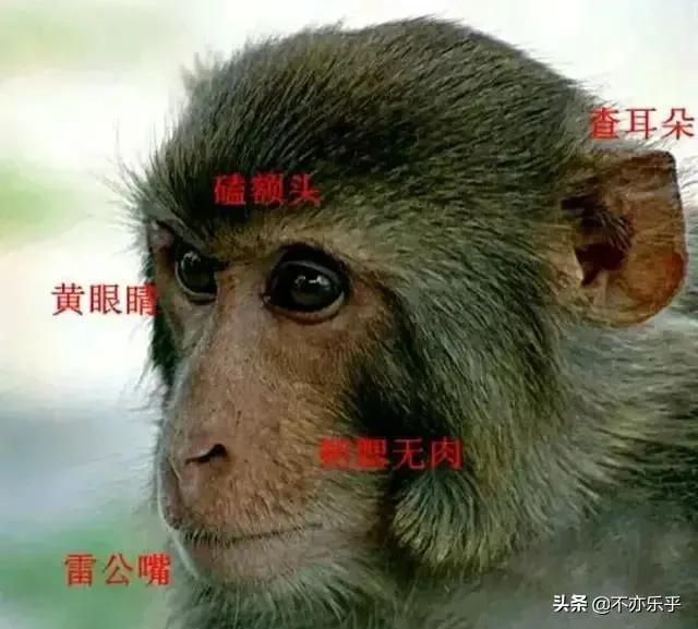 有人拍到了真的孙悟空图片，真假美猴王活着的真的是孙悟空吗